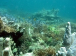 Reef Landscape